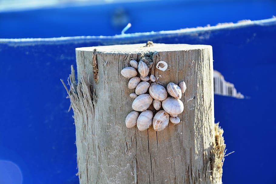 mussels, snails, blue, coast, holiday, close, wood - Material HD wallpaper