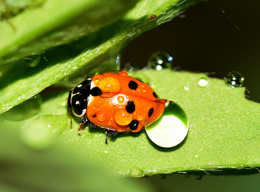 ladybug, insects, beetles, hippodamia, variegata, animal wildlife HD wallpaper