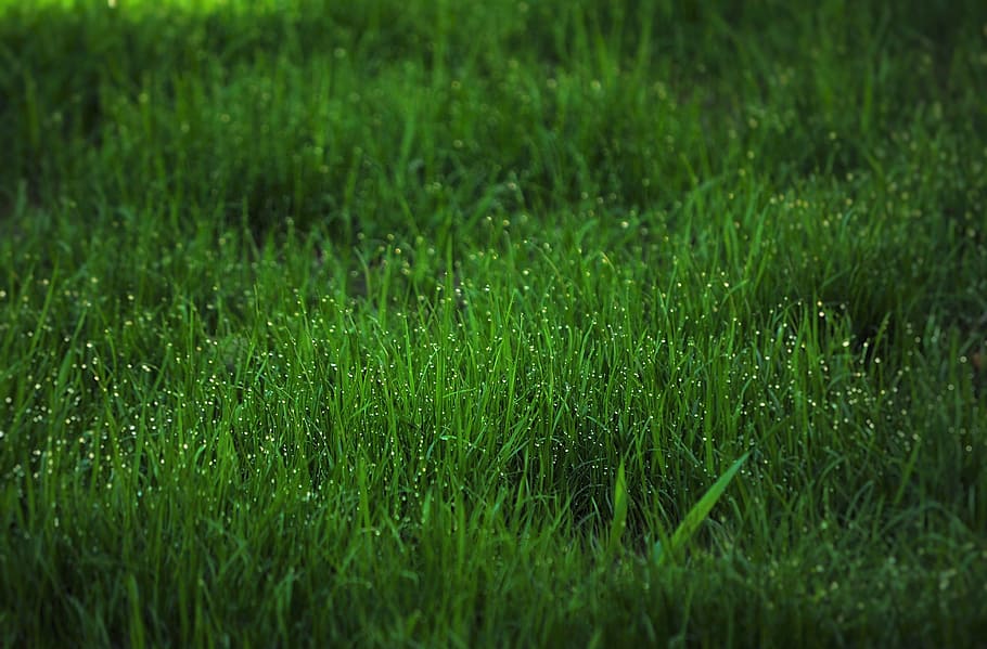 green grass, dew, fresh, garden, nature, water, morning, plant HD wallpaper