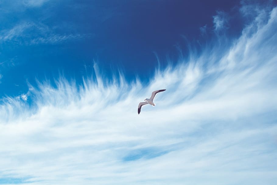 photo of white and black flying bird, seagull, sky, blue, clouds HD wallpaper