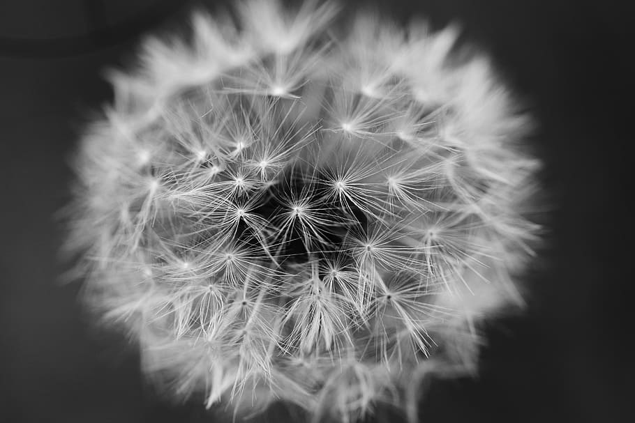 Dandelion, Flower, Spring, Summer, nature, macro, fluffy, close-up HD wallpaper