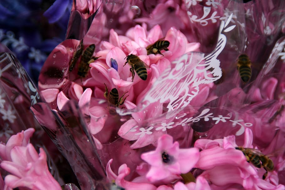 hyacinth, bee, pink, petals, flower, flowering plant, pink color HD wallpaper