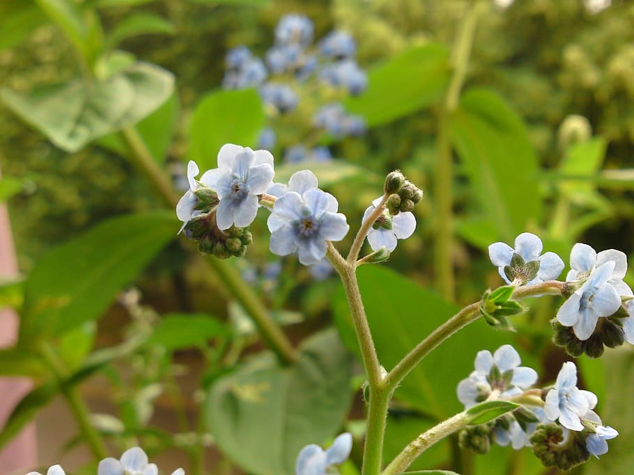 flower, white, light blue, flora, sun, nature, blossom, bloom HD wallpaper