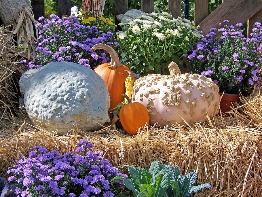 Pumpkins, Autumn, Fall, Flowers, halloween, still, life, hay HD wallpaper