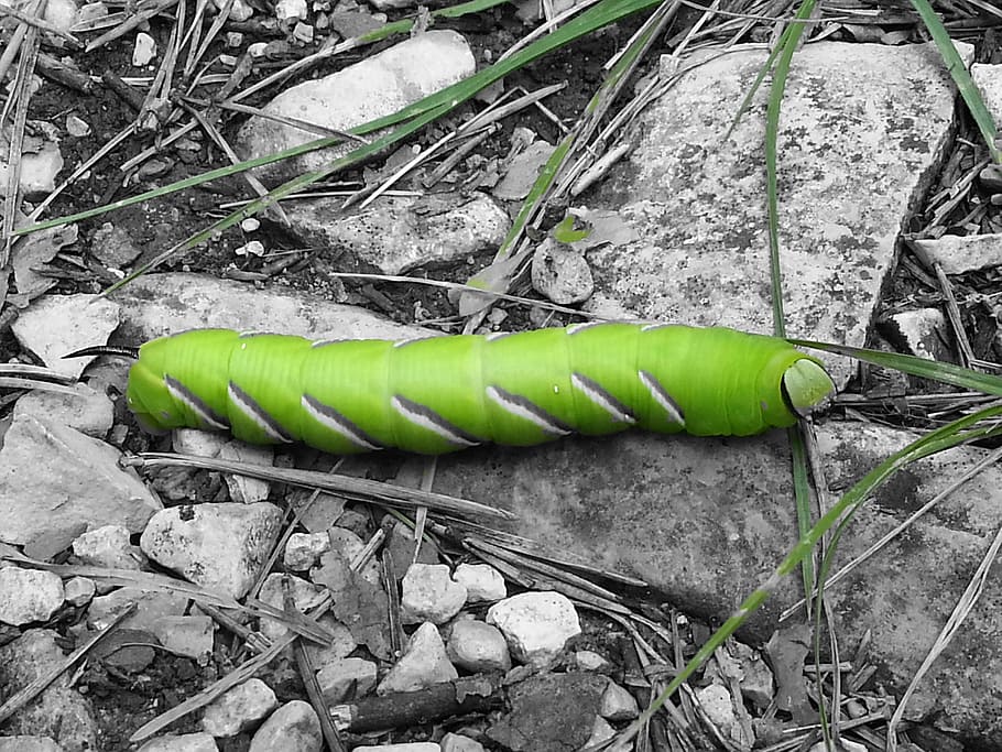 caterpillar, butterfly, nature, bug, nature reserve, vegetable HD wallpaper