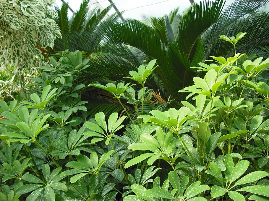 plant, deco, garden, growth, leaf, plant part, green color HD wallpaper