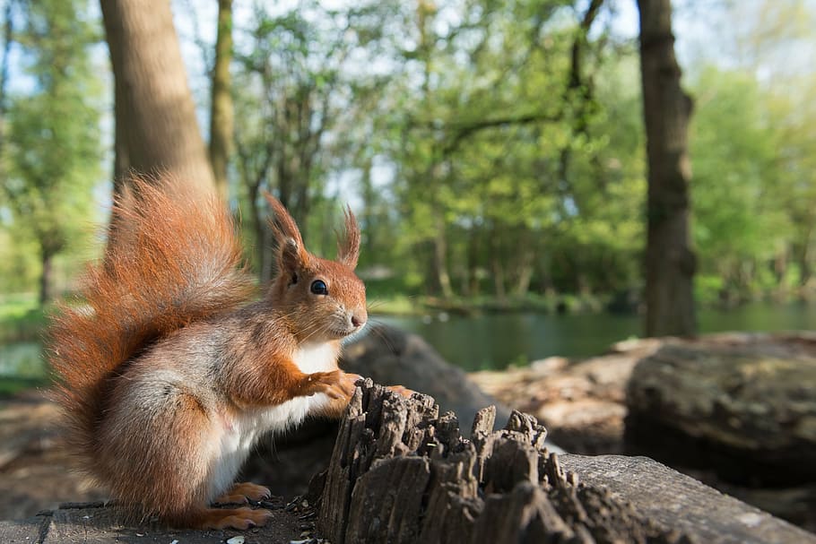 gray and brown squirrel on tree, animal, possierlich, forest HD wallpaper