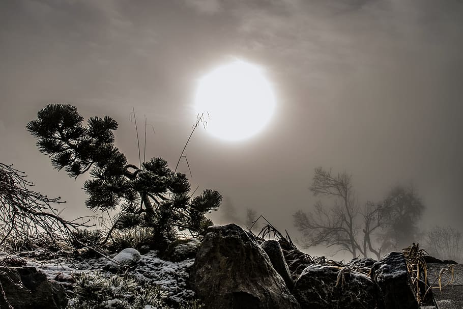 sun, sunset, lying sun, trees, contrast, nature, sky, plant HD wallpaper