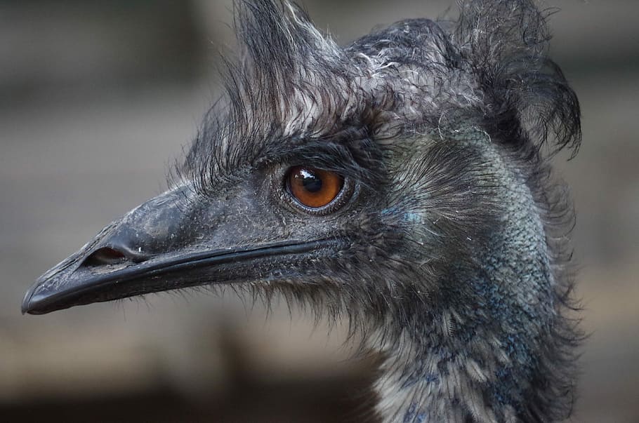 Emu, Face, Bird, Animal, Farm, nelieta, focus on foreground HD wallpaper
