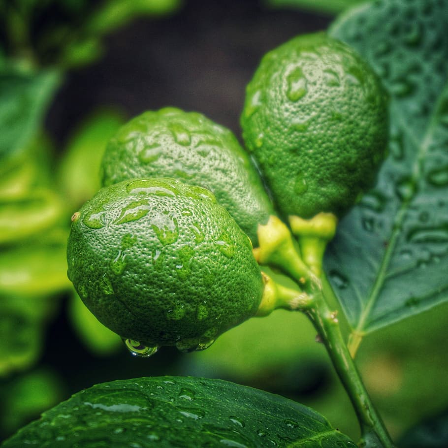 close-up photo of green lemon with drops of water during daytime, close-up photography of round green fruits HD wallpaper