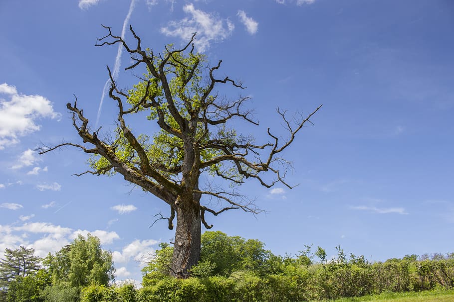 Oak, Tree, Old, Aesthetic, old tree, old oak, deciduous tree HD wallpaper