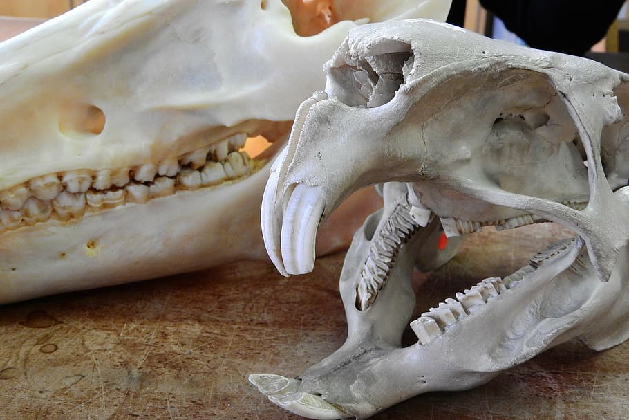 HD wallpaper: skull, skeleton, teeth, anatomy, jaw, animal Teeth, animal  Skull | Wallpaper Flare
