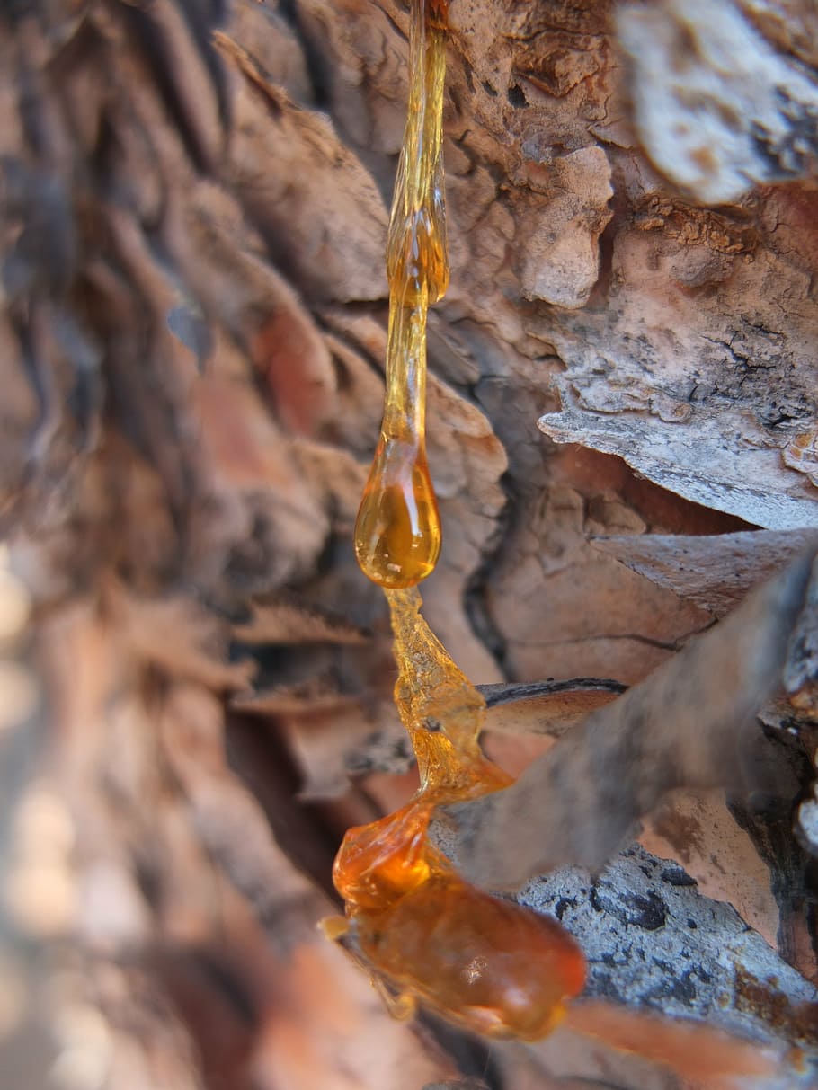 resin, bitumen, bark, tribe, yellow, brown, tree, tree bark HD wallpaper