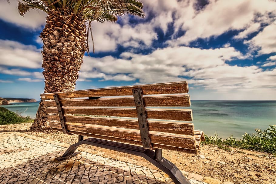brown wooden bench near palm tree and sea at daytime, beach HD wallpaper