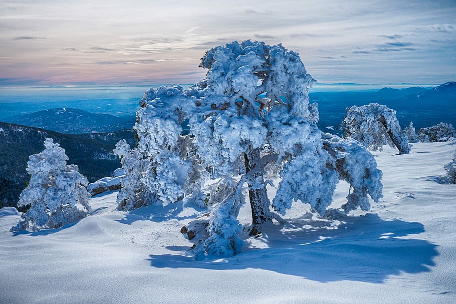 tree covered in snow during daytime, landscape photography of trees covered with snow HD wallpaper