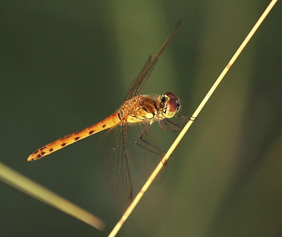 Dragonfly, Wing, Nature, Yellow, Sit, eyes, animal, sunset HD wallpaper