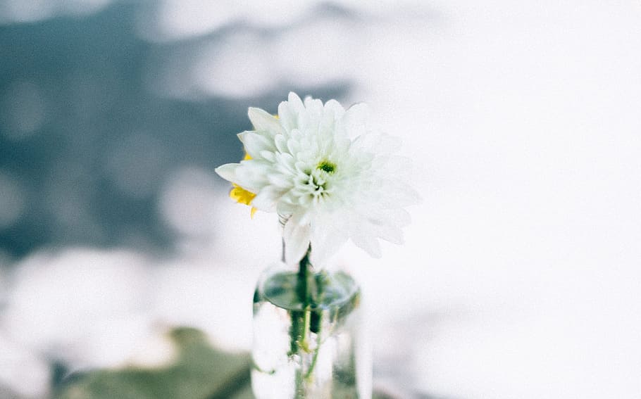 flower, white, petal, bloom, garden, plant, nature, autumn HD wallpaper