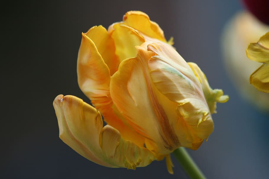 tulip, spring, yellow, flower, bloom, flowering plant, petal HD wallpaper