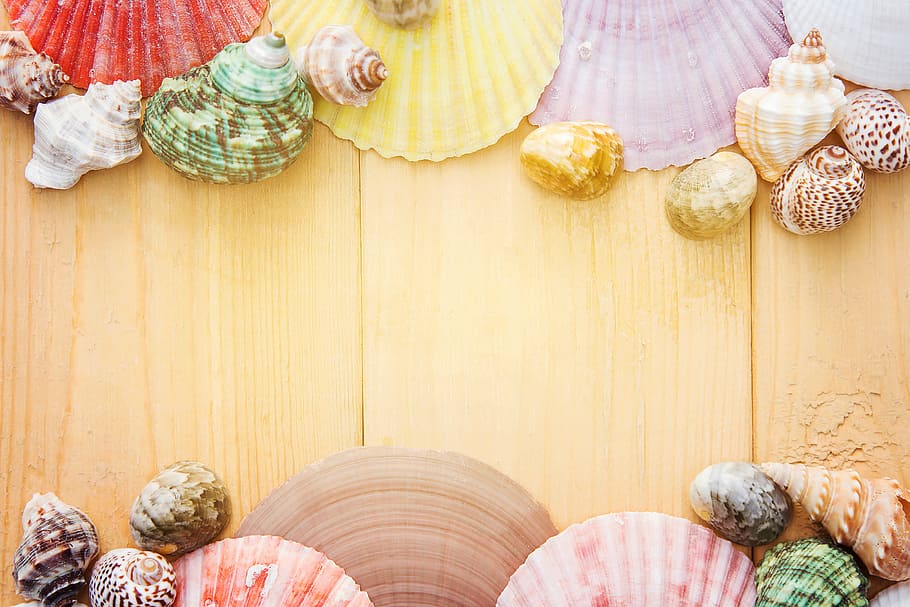 assorted seashells, colorful, calm, decor, design, indoors HD wallpaper