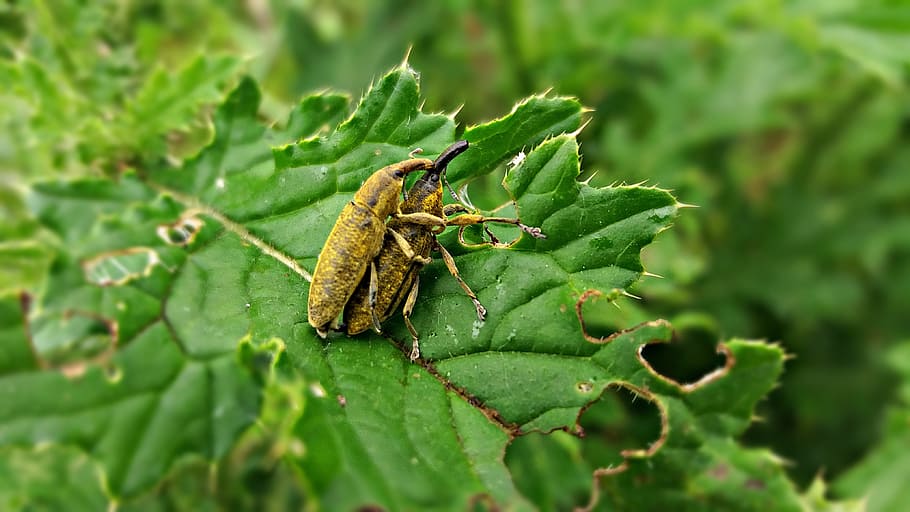 beetle, nature, insect, the beetle, green color, animal themes HD wallpaper