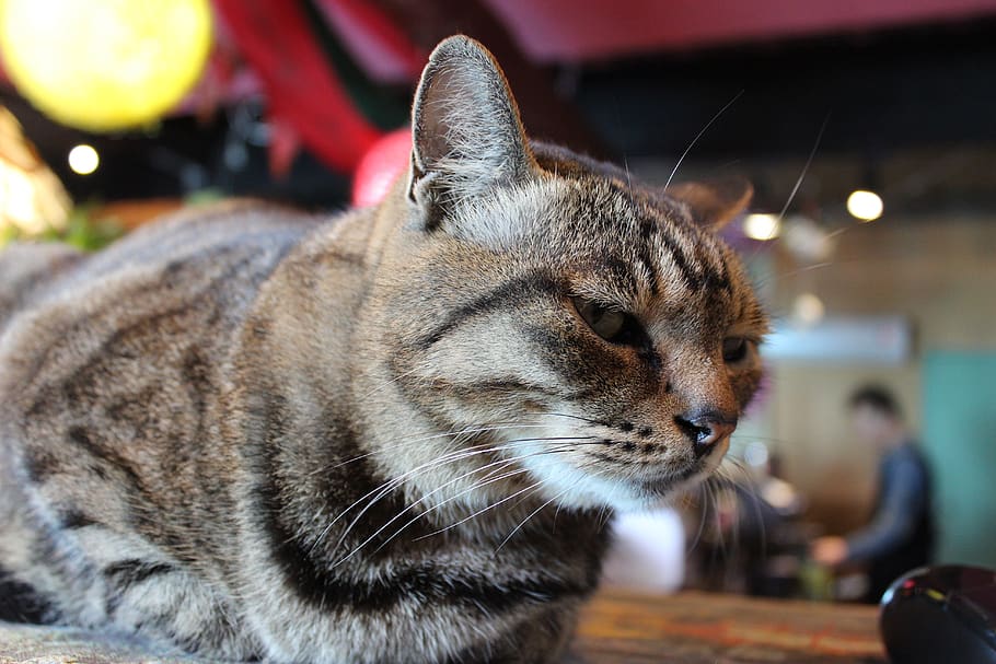 cat, kitty, pet, mammal, animal, animal themes, one animal HD wallpaper