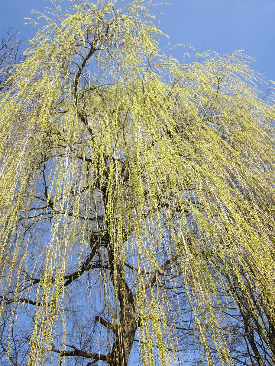 weeping willow, pasture, tree, branches, spring, gold, grazing greenhouse HD wallpaper