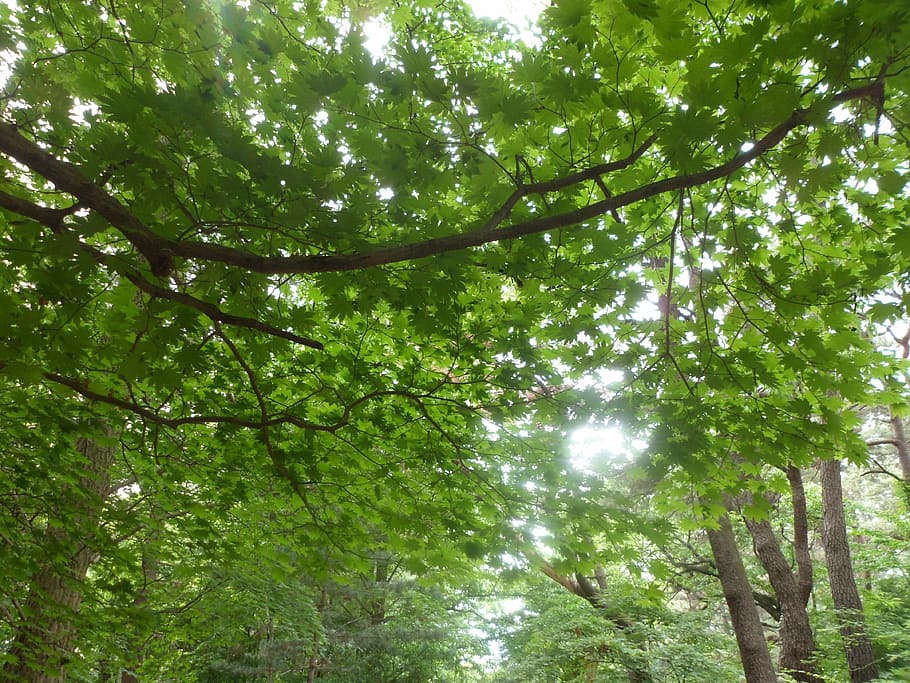 tree, branch, nature, green, season, forest, wood, leaf, spring HD wallpaper