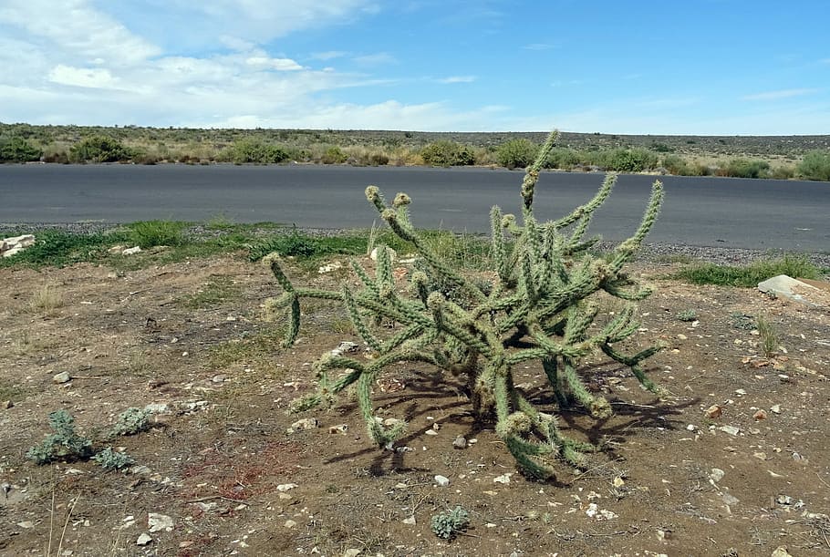 Cholla Cactus, Desert, Mojave, flora, grand canyon, arizona HD wallpaper