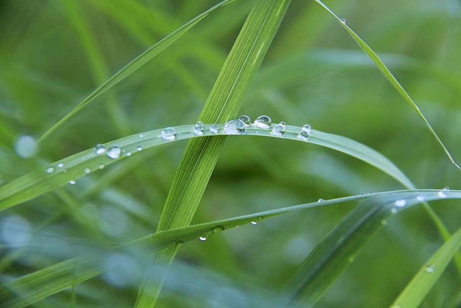 drip, dew, dewdrop, grass, drop of water, green, blade of grass HD wallpaper