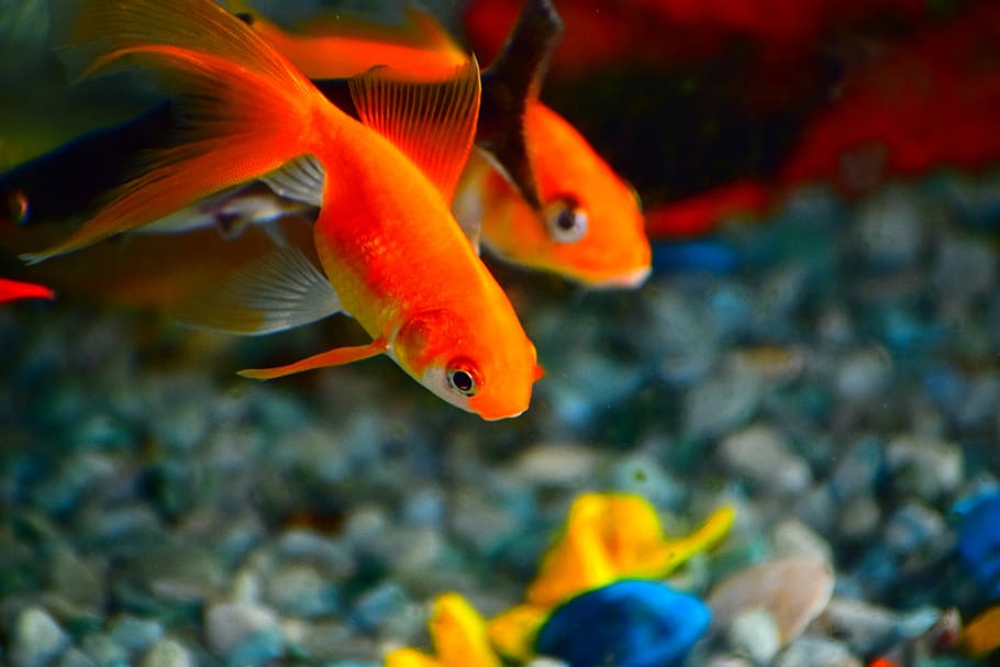 golden fish, orange fishes on body of water, goldfish, aquarium, HD wallpaper