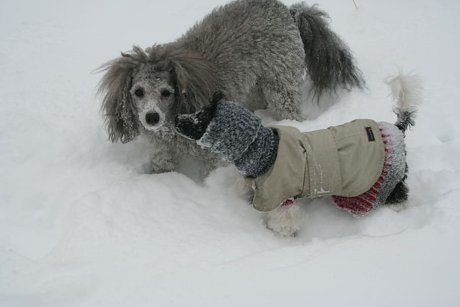 dogs, snow, the poodle, cold, winter, pets, animal, purebred Dog HD wallpaper