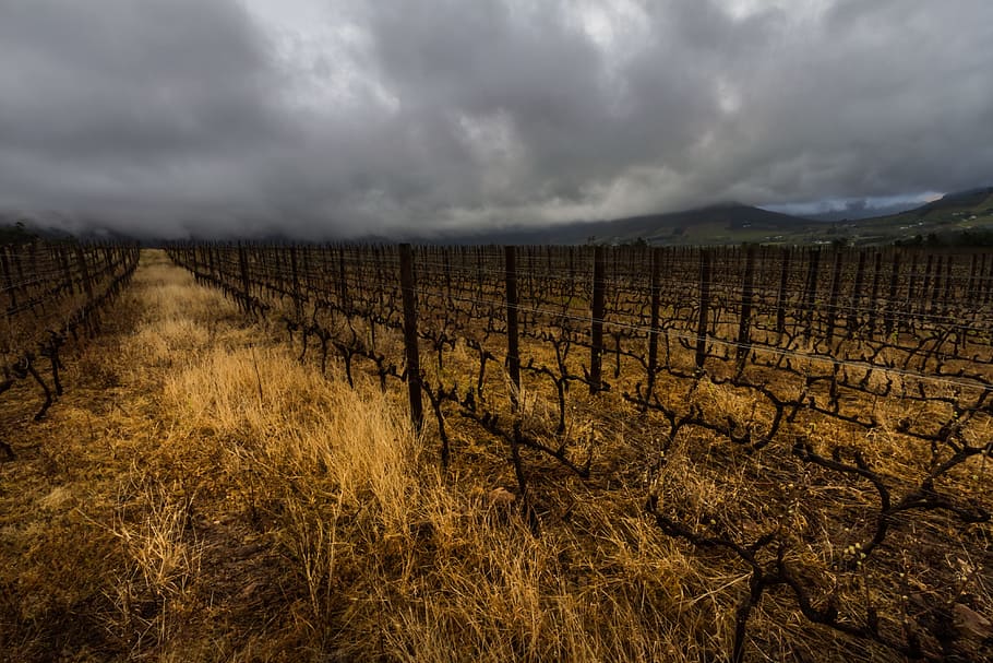 yellow grass, dramatic clouds, landscape, western-cape, africa HD wallpaper