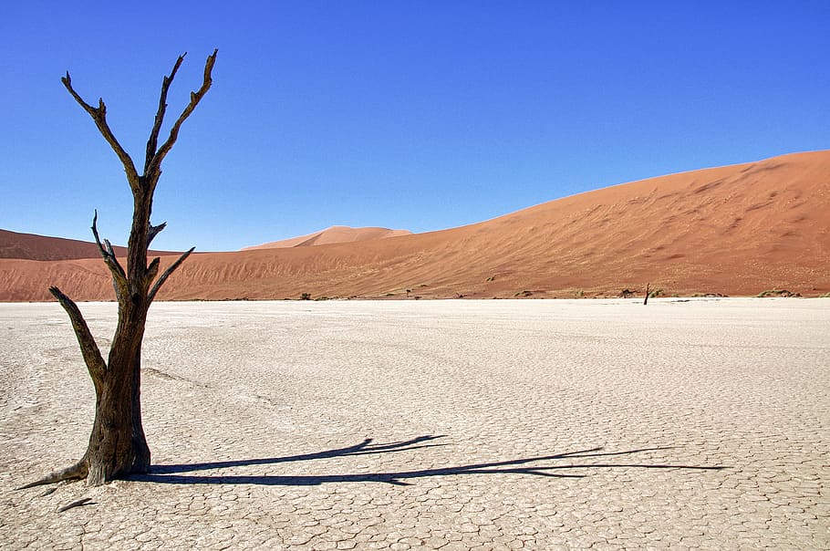 namibia, death vlei, tree, desert, shadow, sesriem, landscape HD wallpaper