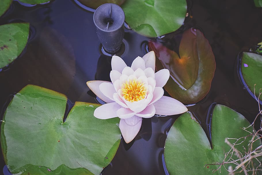 Hd Wallpaper Lily Pad Flower Water Pond Green Garden Bloom Plant Wallpaper Flare