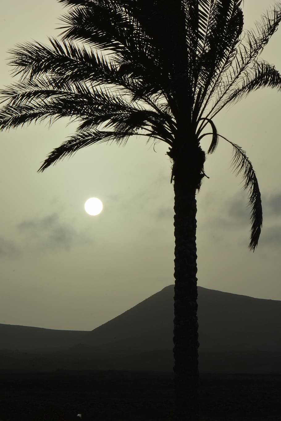 palm tree, sun, sunset, landscape, nature, silhouette, setting sun HD wallpaper
