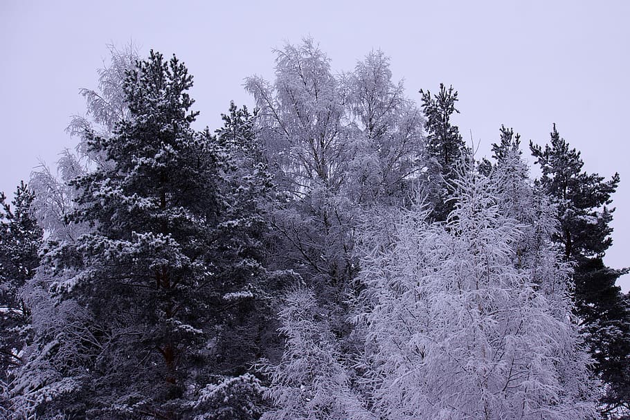 Snow, Winter, Landscape, Branches, Tree, forest, frost, cold HD wallpaper
