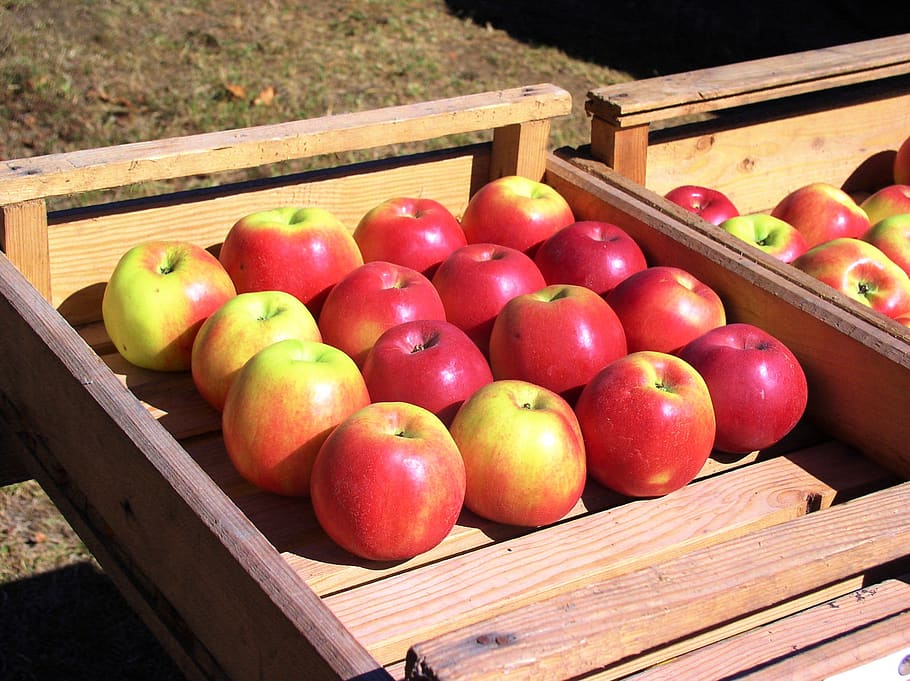 apples, fruit, fetus, food and drink, healthy eating, wellbeing HD wallpaper