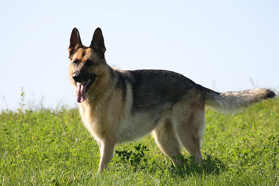 german shepherd, dogs, pet, watchdog, animals, one animal, canine, HD wallpaper