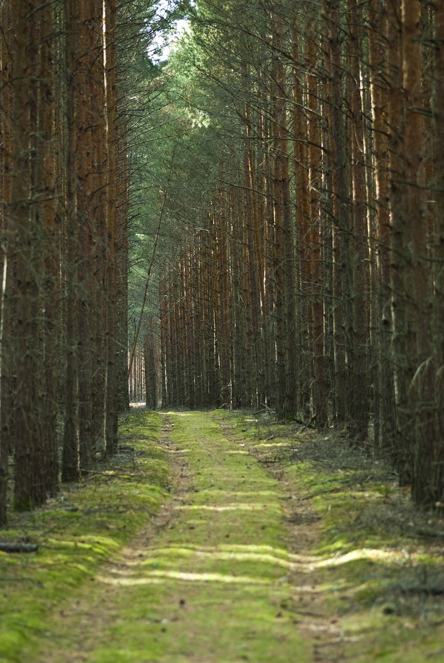 Trees, Woods, Forest, Nature, Landscape, summer, green, natural HD wallpaper
