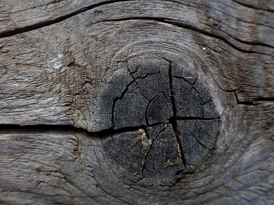 texture, background, layer, design, tree, wood, knot, ring, HD wallpaper