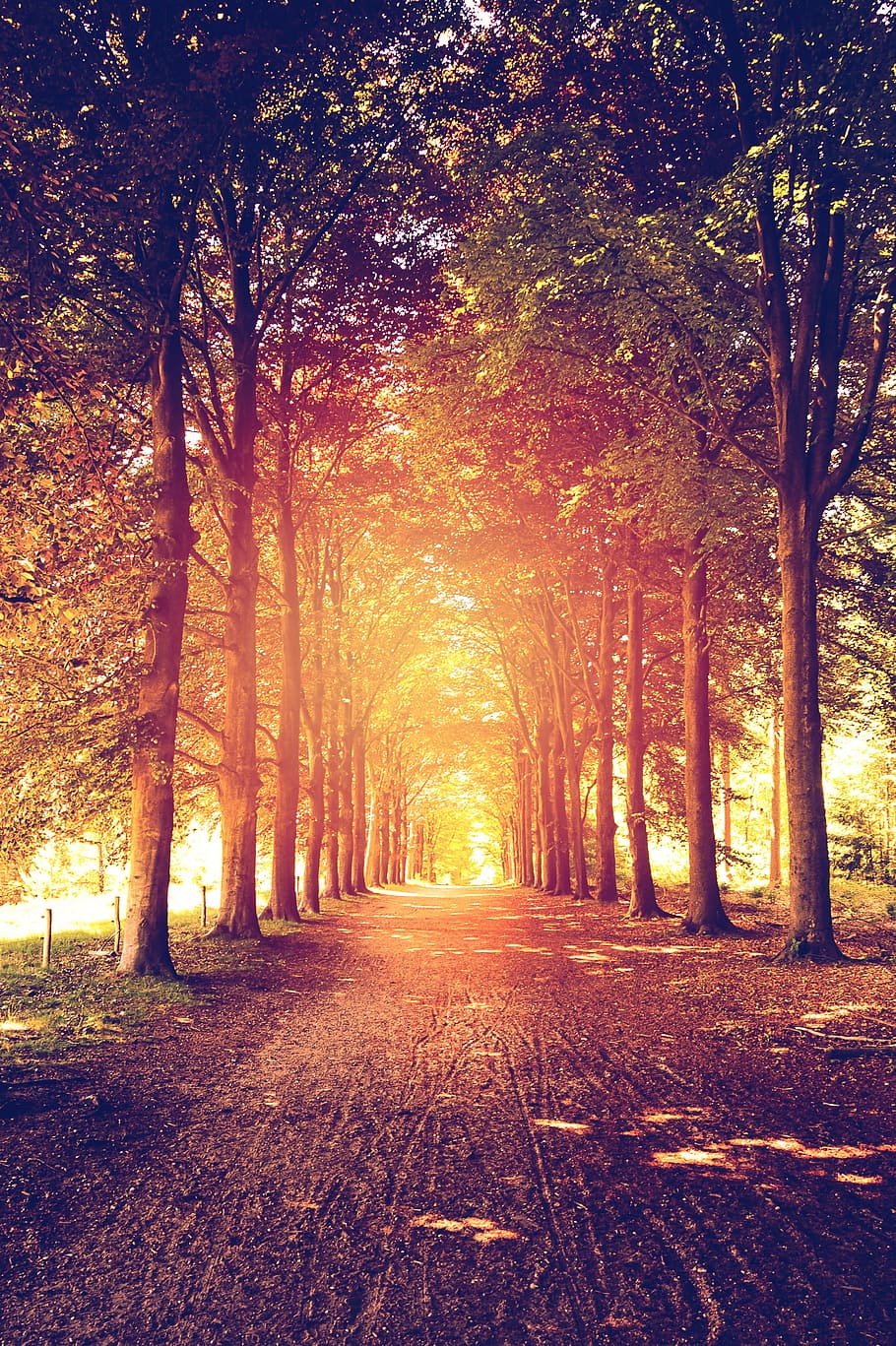 Forest, Trees, Path, Sunlight, forest path, light beam, parks HD wallpaper