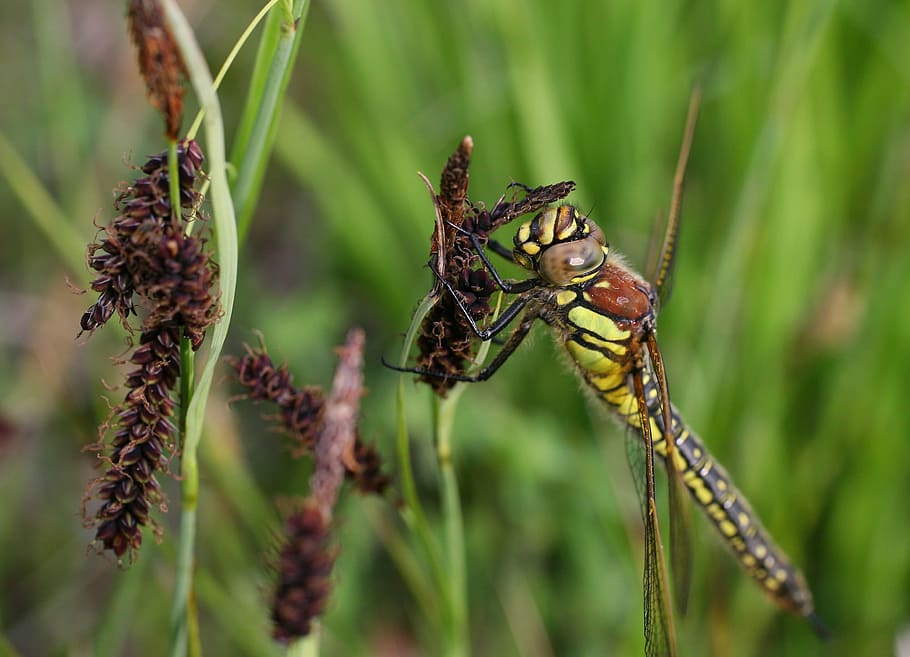 wasp, insect, makrom close up, sting, sprinkle, plant, green HD wallpaper