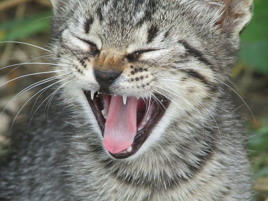 cat, kitten, language, animal, nature, mammal, animal themes HD wallpaper