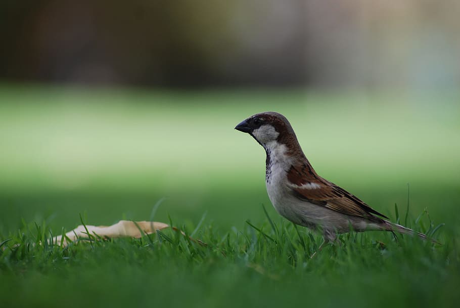 Sparrow, Bird, Ground, Common, park, wildlife, nature, grass HD wallpaper