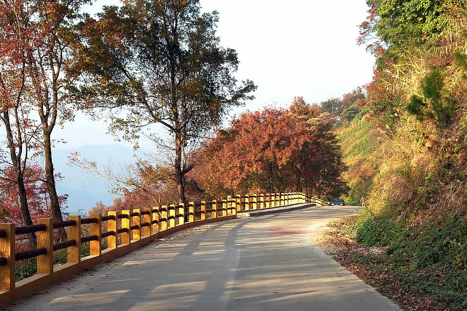 Stone Gate, Maple, Road, Way, autumn, nature, tree, outdoors HD wallpaper