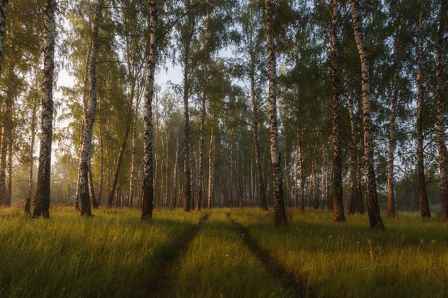 tree, nature, landscape, environment, plant, tranquility, tranquil scene HD wallpaper