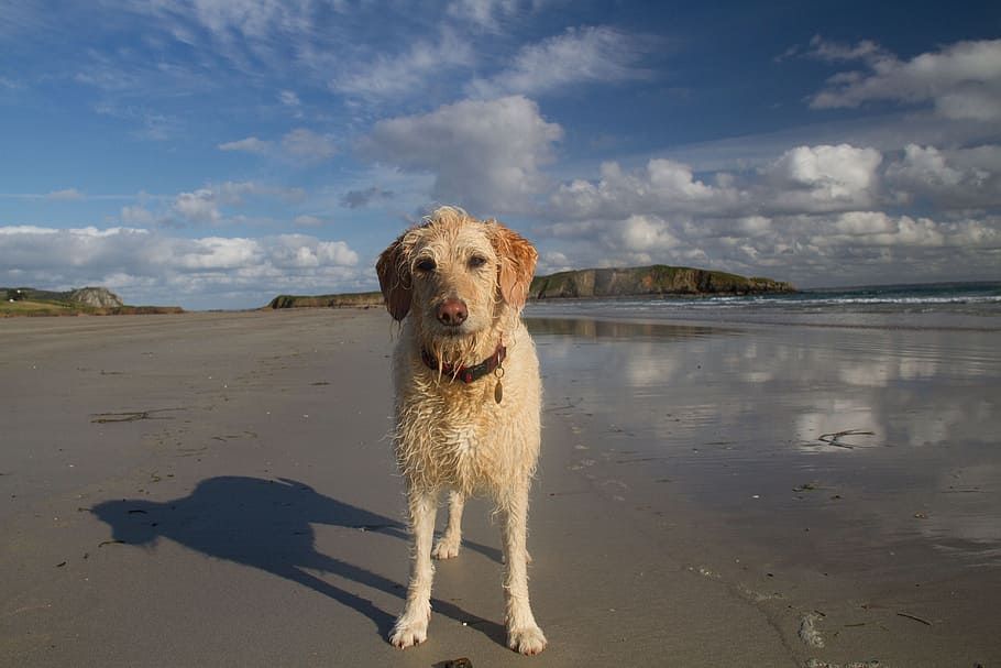 beach, dog, ocean, labradoodle, canine, one animal, domestic HD wallpaper
