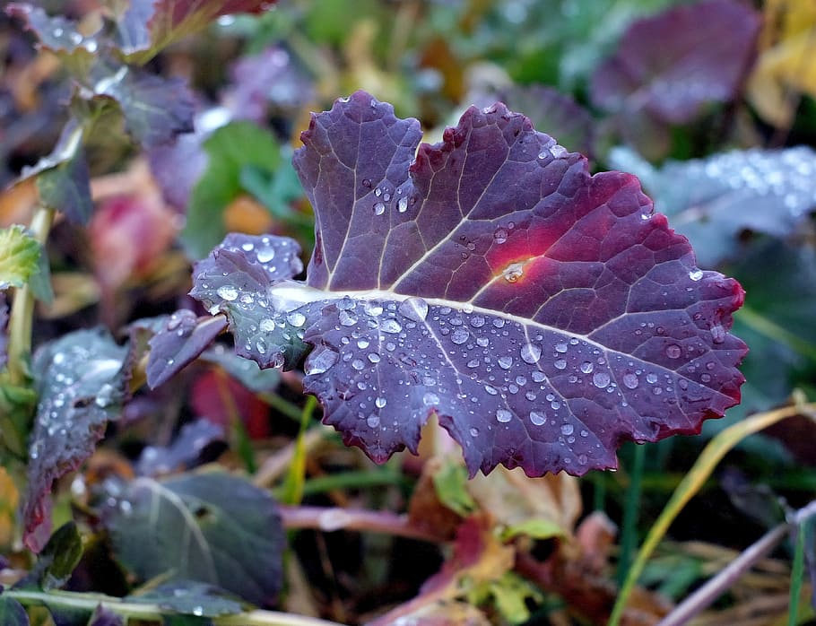 kohl, leaf, raindrop, winter vegetables, agriculture, plant part HD wallpaper