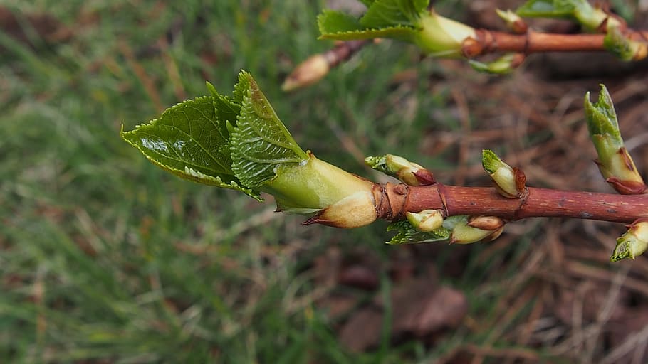 Spring, Blooms, Nature, Plant, bud, closeup, green, flower buds HD wallpaper