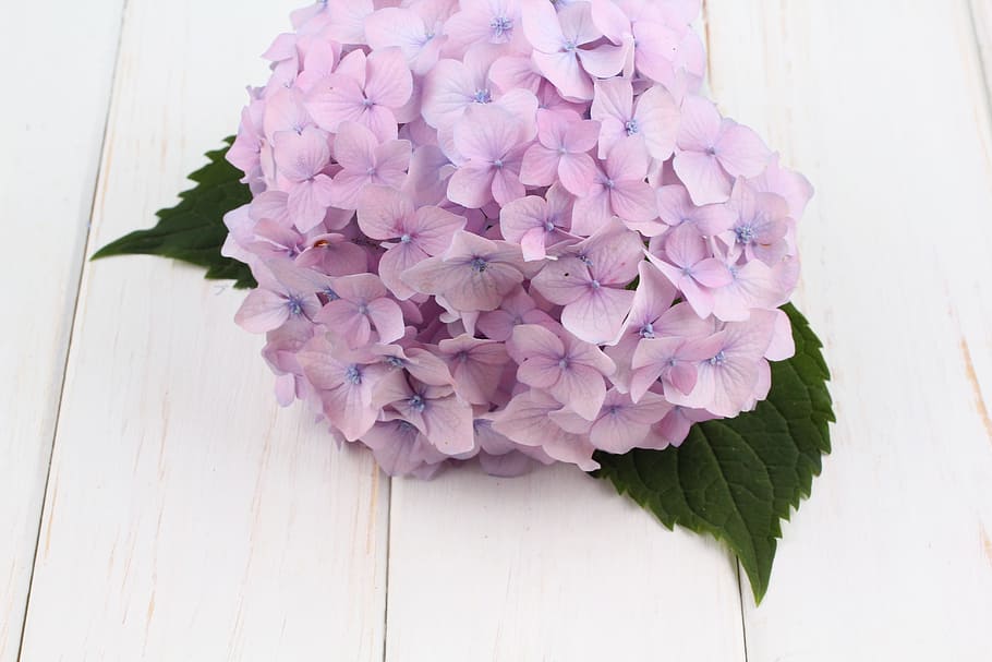 purple petaled flower on beige floor, hydrangea, white, spring HD wallpaper